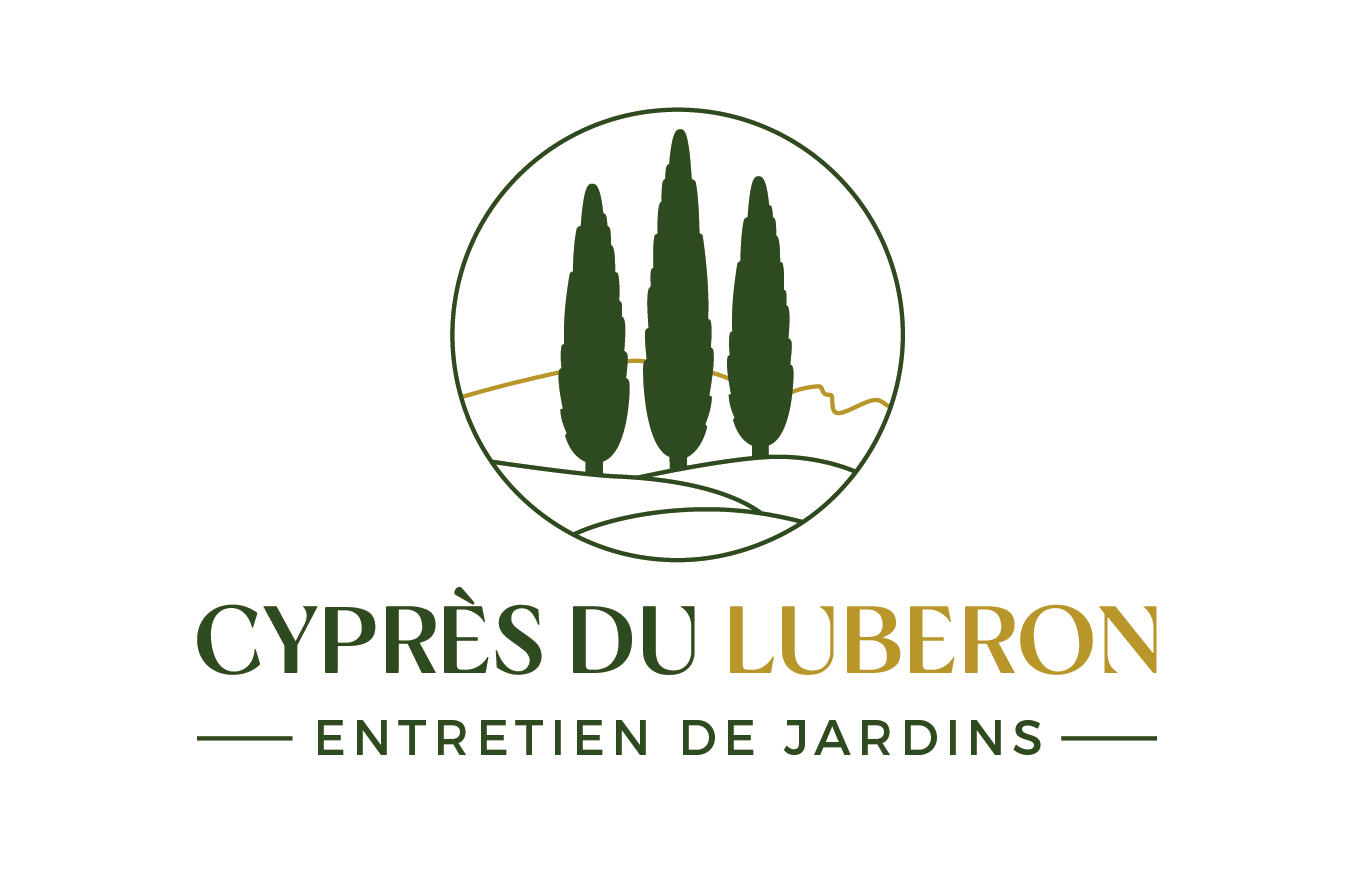 Cypres du luberon